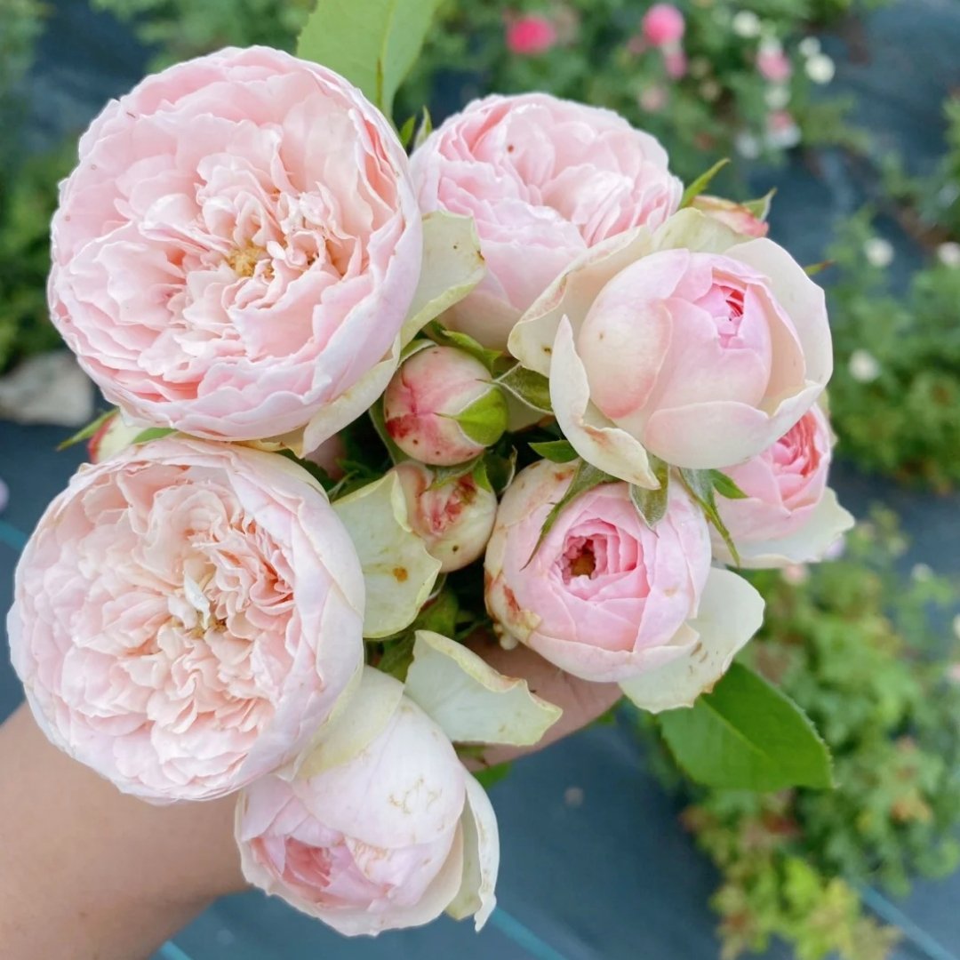 Bridal Piano Rose Plant|新娘钢琴 image 0