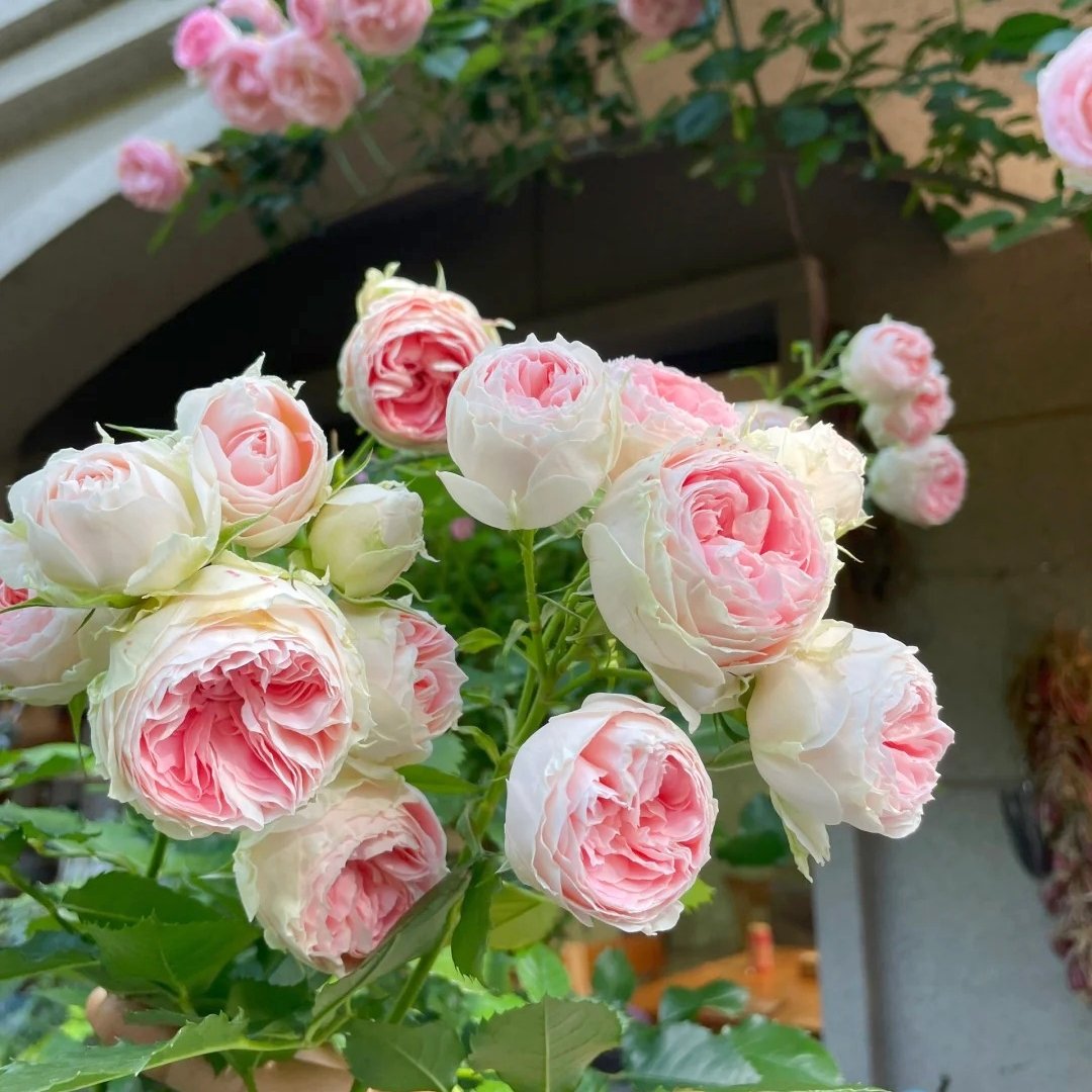Pompom Verand Rose Plant｜门廊绒球 image 11