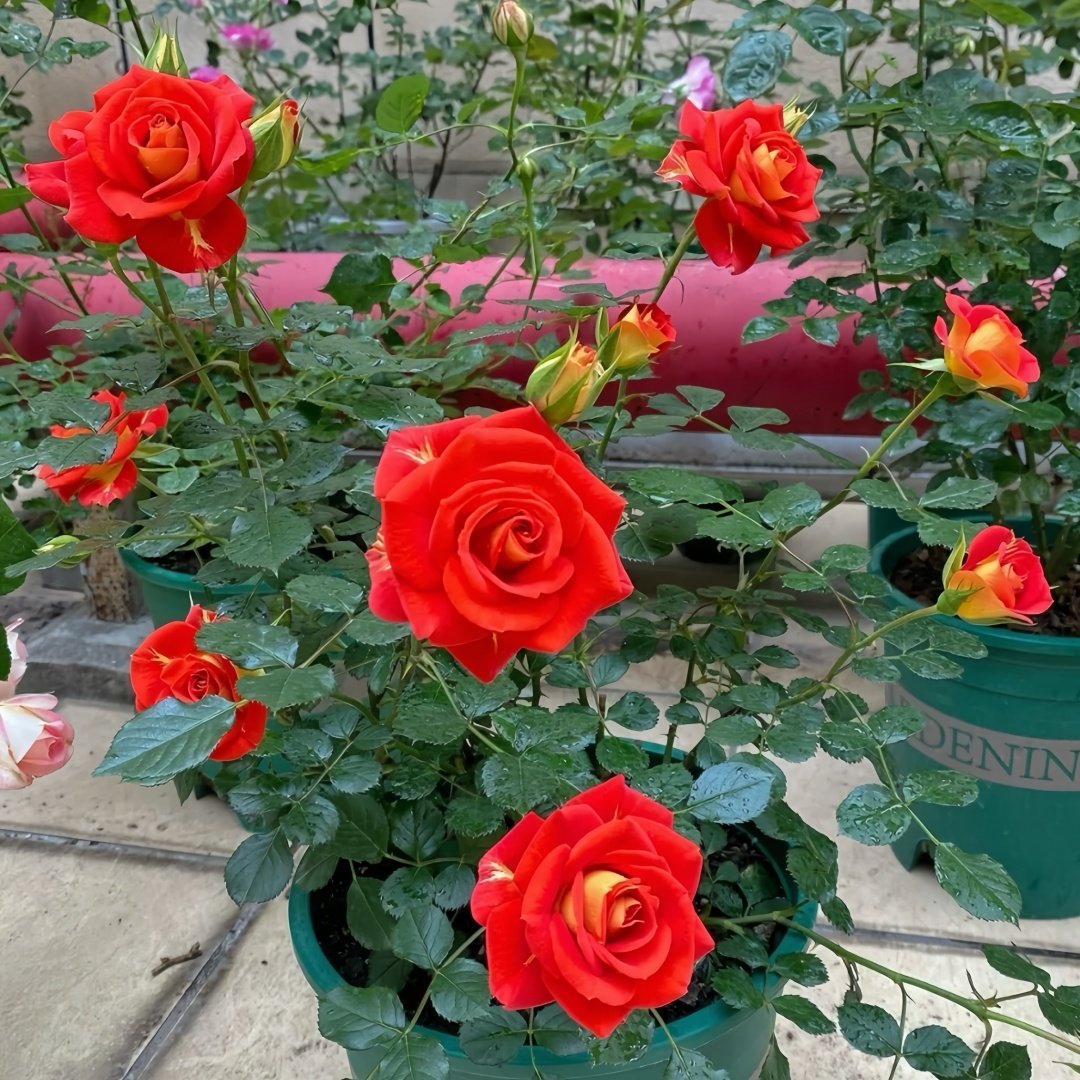 Terrazza Pisce Rose Plant｜双鱼座阳台 image 8