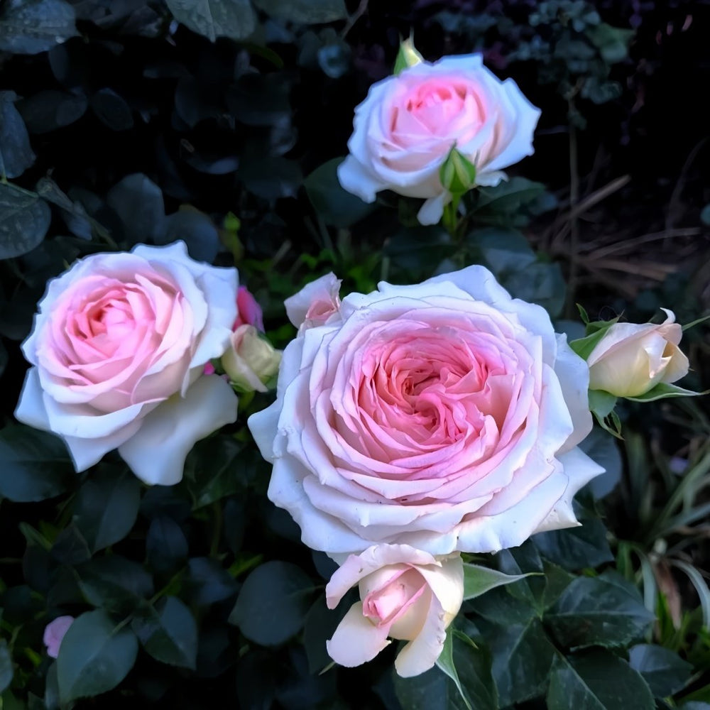 Ragazza Rose Plant|米兰少女 image 7