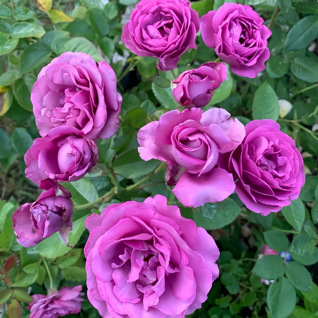 Angel Face Rose Plant|天使面容 image 1