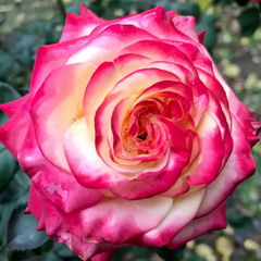 Memphis Rose Plant|梦菲斯 image 1