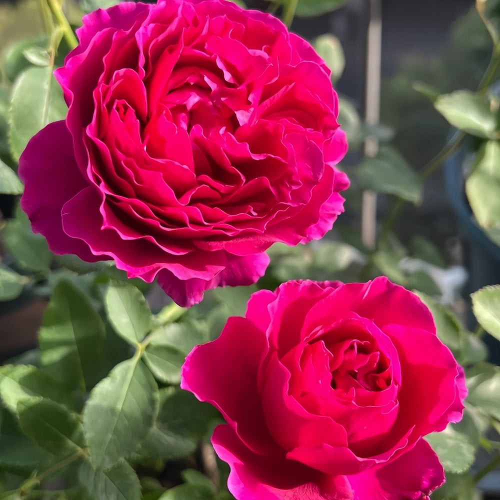 Deep impression Rose Plant|惊鸿 image 7