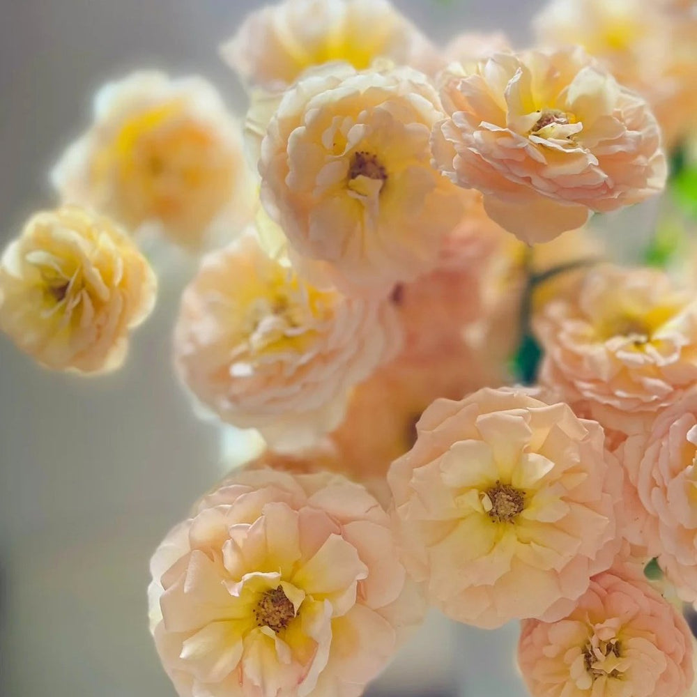 Tsukitohana Rose Plant|花月/月亮之花 image 5