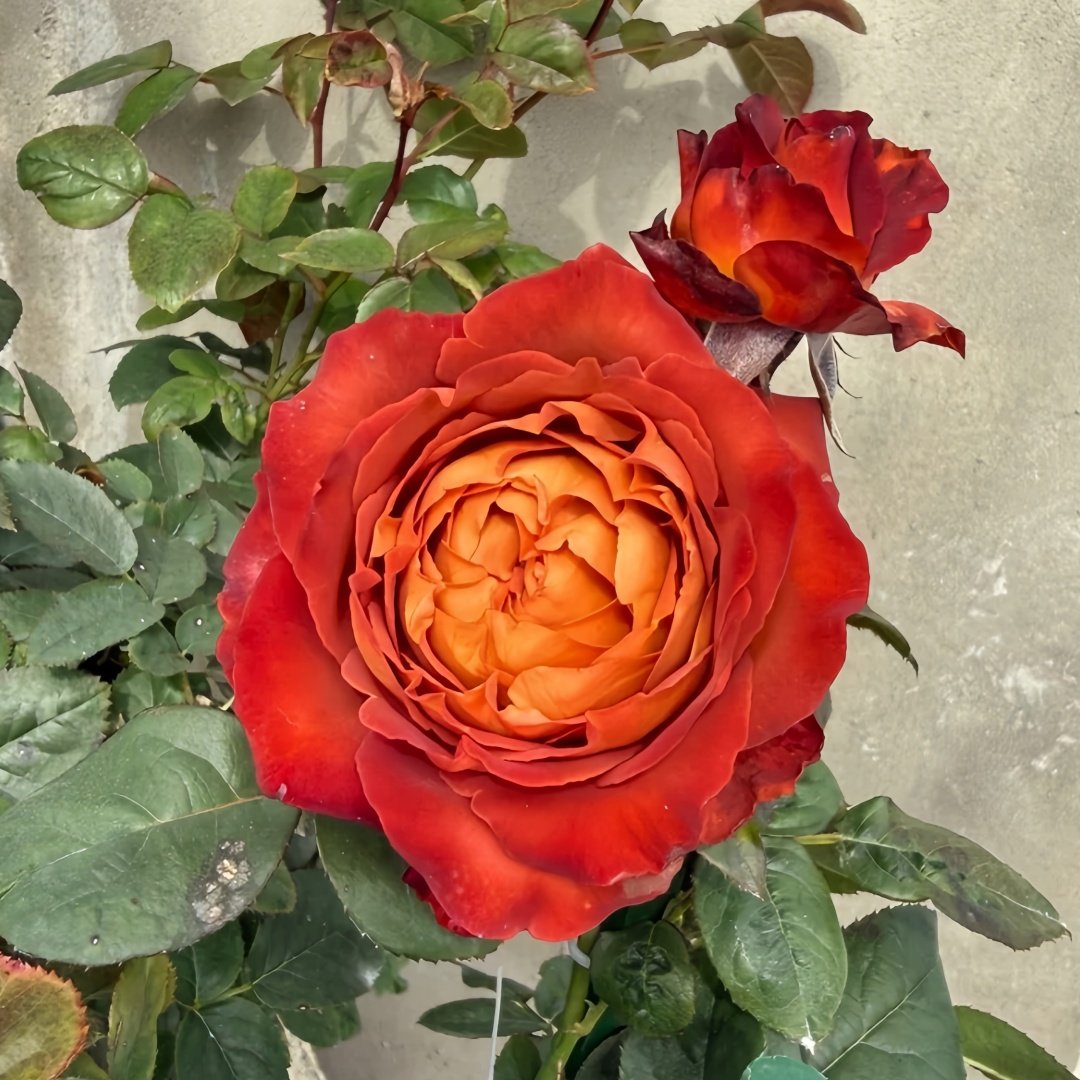 Coffee Break Rose Plant|休憩/咖啡时间 image 6
