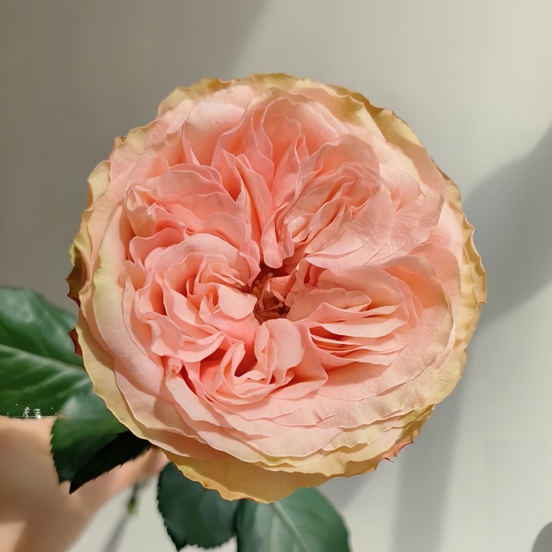 Kahala Rose Plant|卡哈拉 image 4