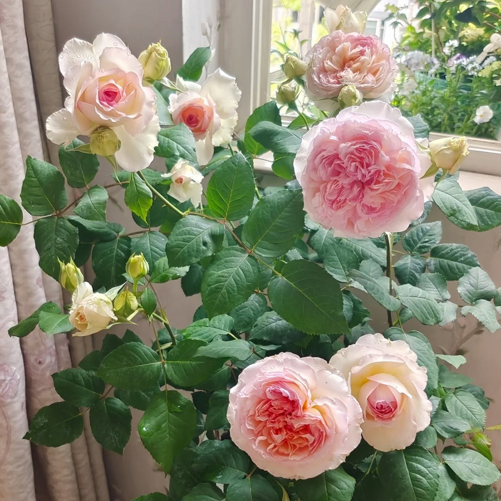 Traumerei Rose Plant | 梦幻曲 image 4