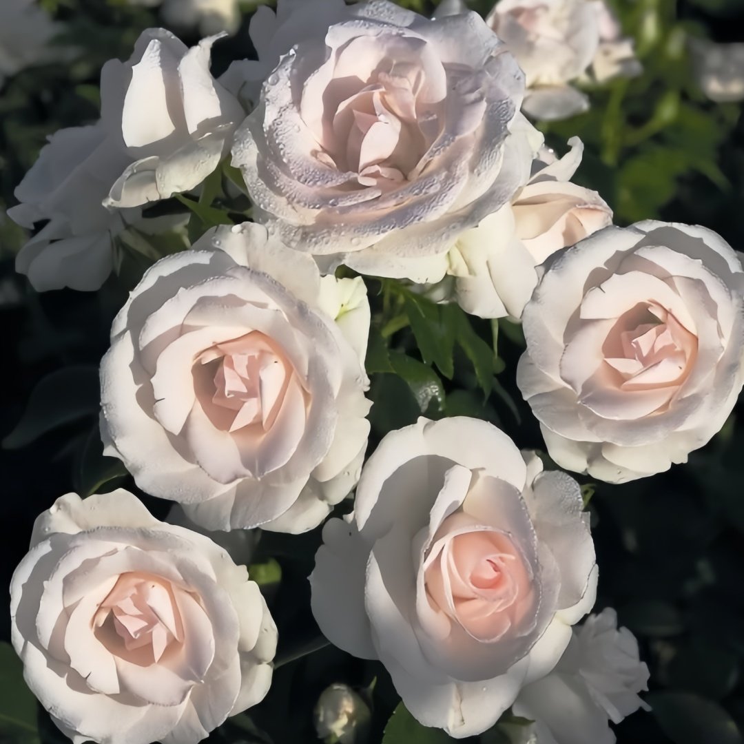 Aspirin Rose Plant|阿司匹林 image 6
