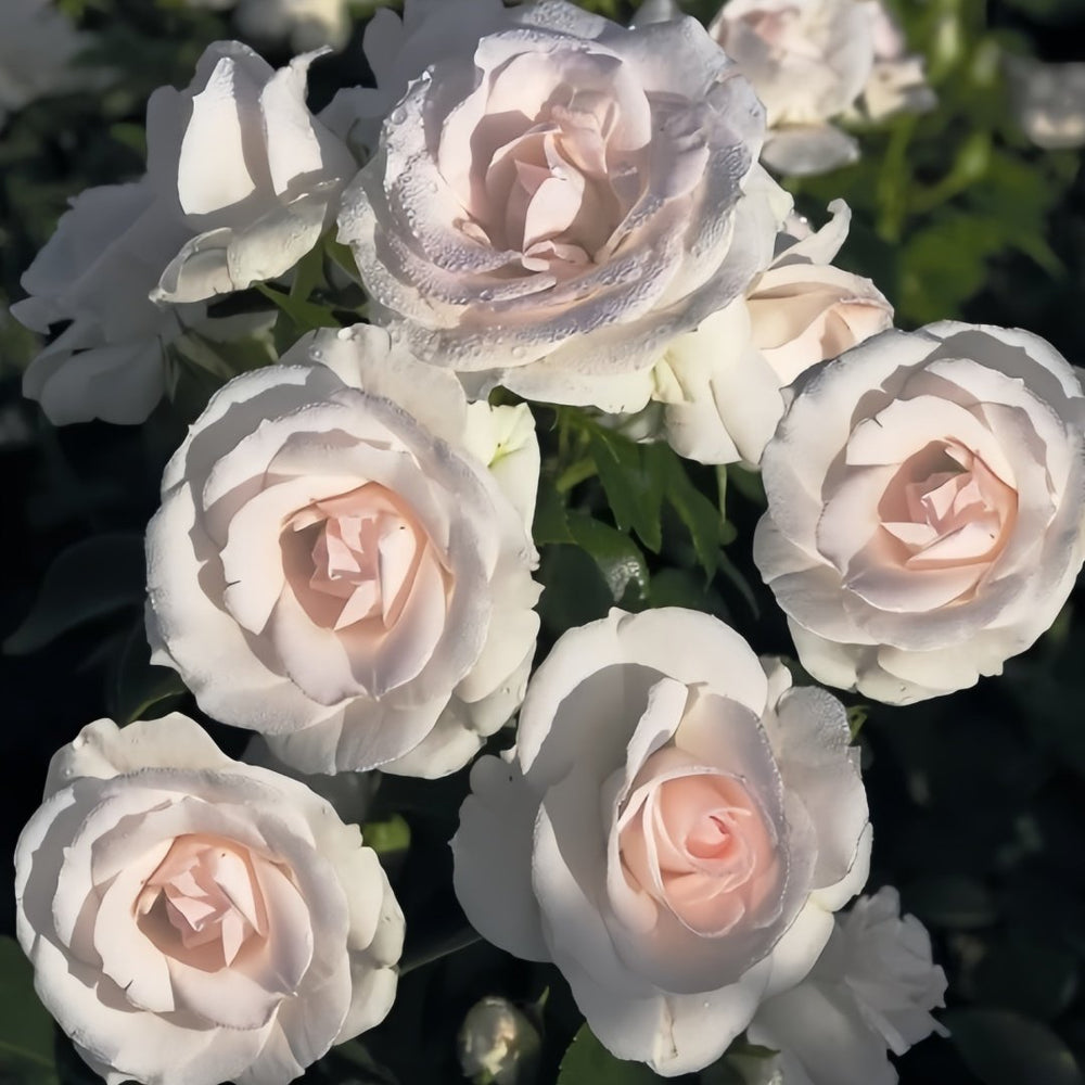 Aspirin Rose Plant|阿司匹林 image 6