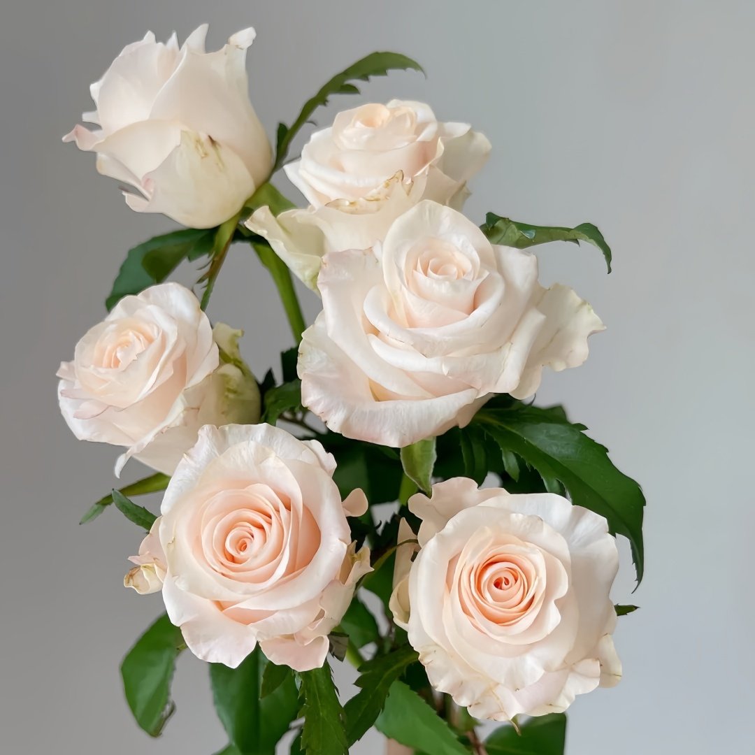 Cynthia Rose Plant|辛西娅 image 4