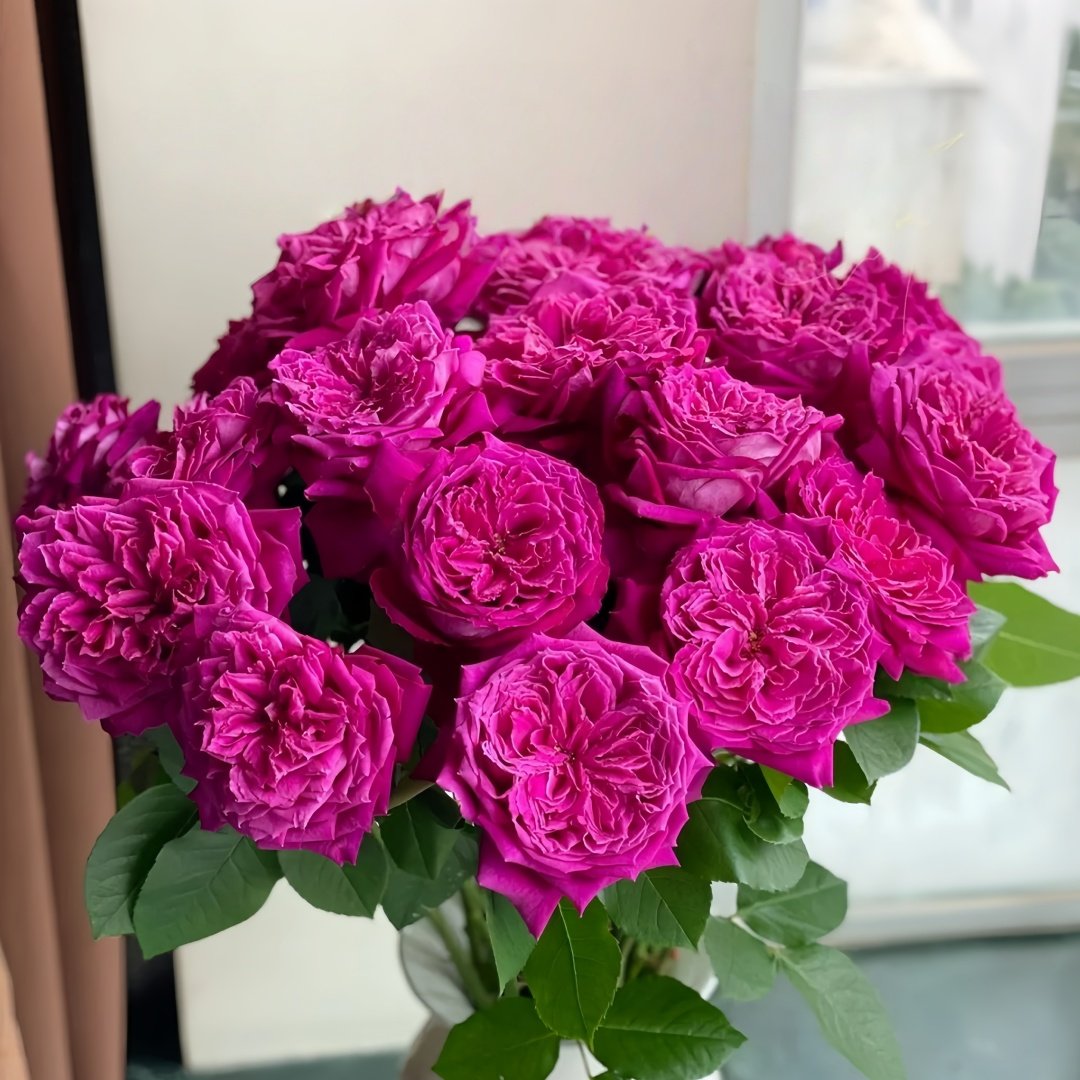 Yu Ji Rose Plant｜虞姬 image 7