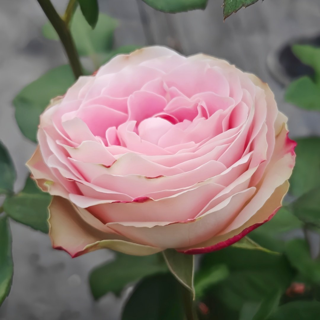 Upper Secret Rose Plant|上层秘密 image 4