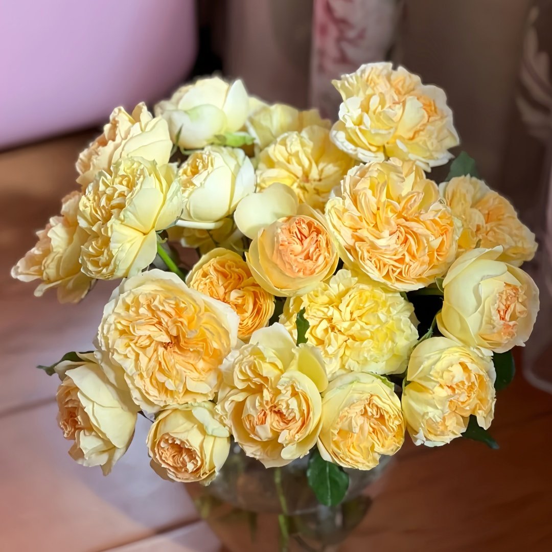 Sicilienne Rose Plant｜西西里舞曲 image 8