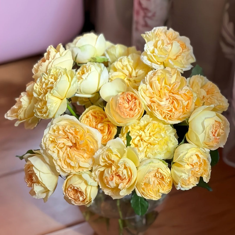 Sicilienne Rose Plant｜西西里舞曲 image 8