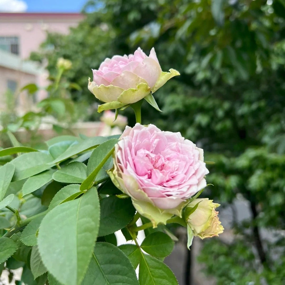 Coffret Rose Plant | 首饰盒 image 6
