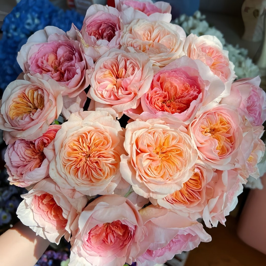 Chunye's Thoughts Rose Plant|春野心事 image 0