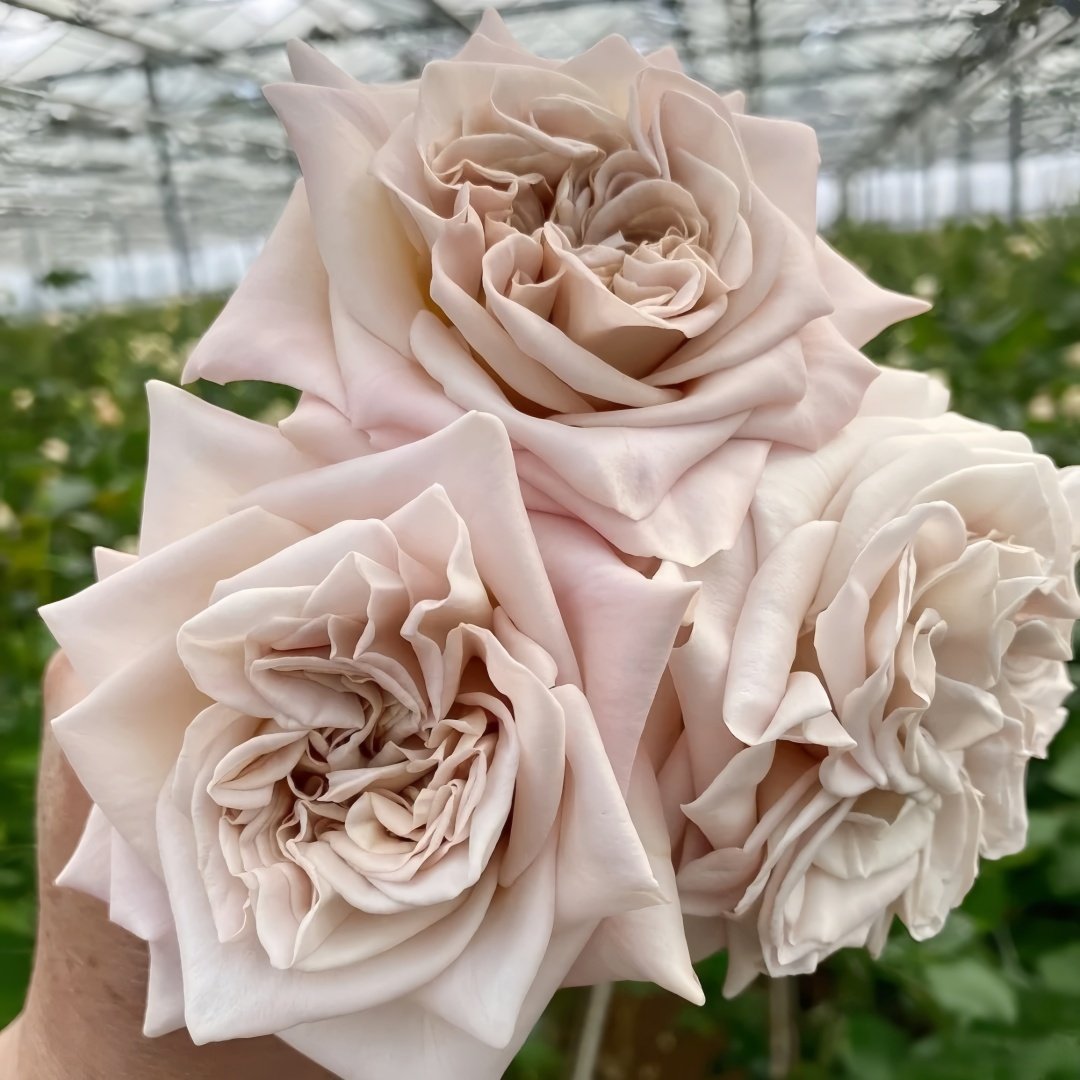 Westminster Abbey Rose Plant｜威斯敏特大教堂 image 8