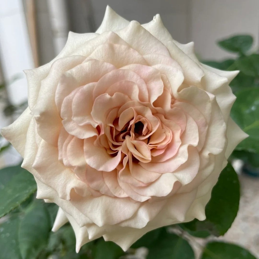 Ailes Rose Plant|翅膀/翼天使/第九天使 image 4