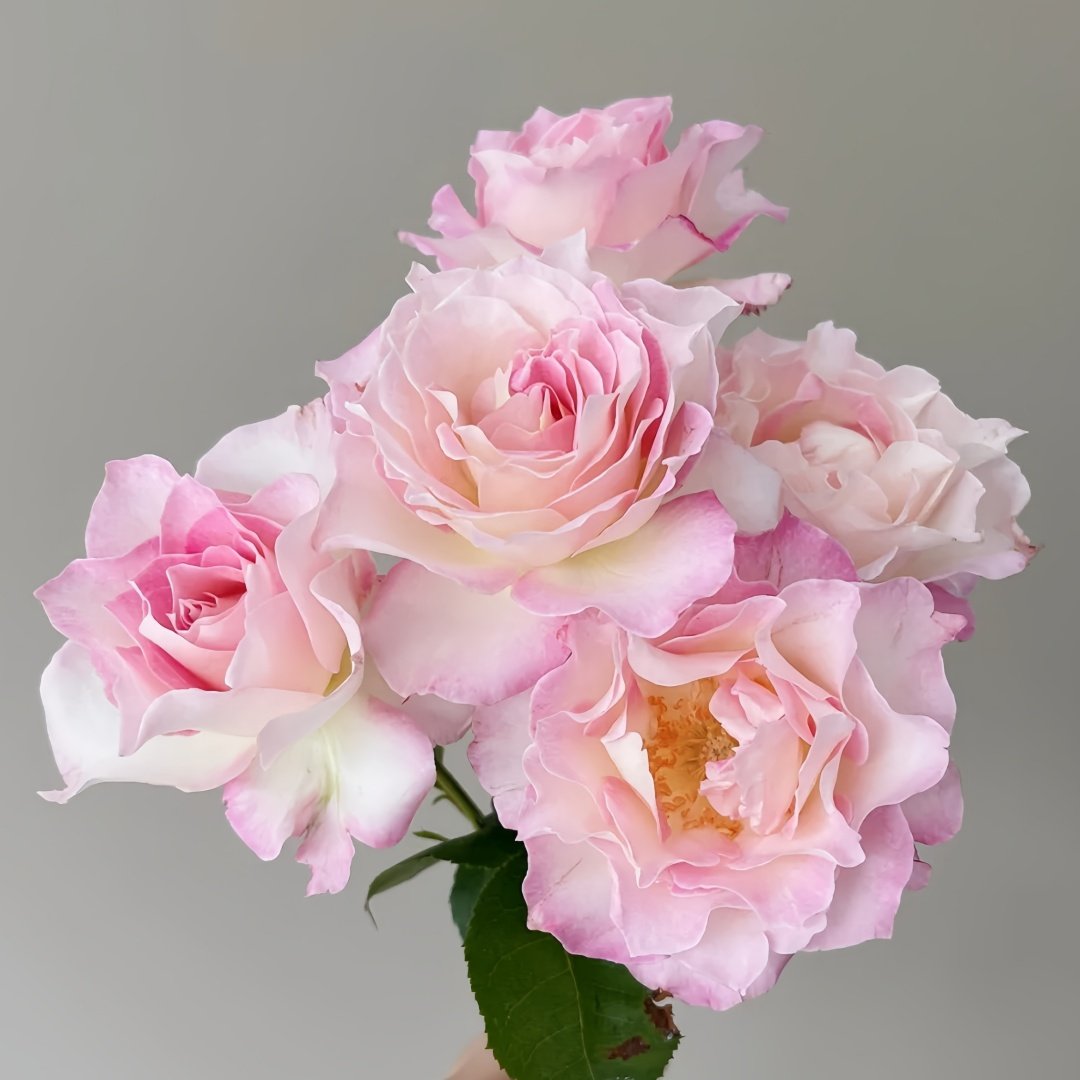 Seraphim Rose Plant｜六翼天使 image 6