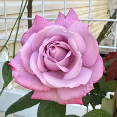 Moody Blues Rose Plant｜忧郁蓝调 image 0