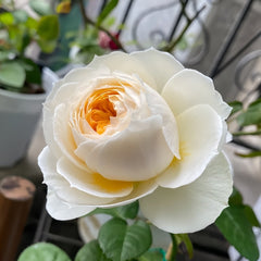 Pride and Prejudice Rose Plant|傲慢与偏见 image 0