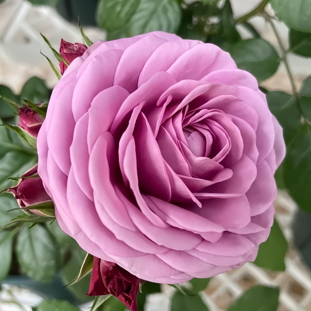 Cool Water Rose Plant|冷美人 image 2