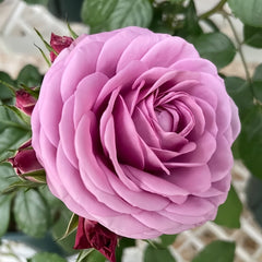 Cool Water Rose Plant|冷美人 image 2