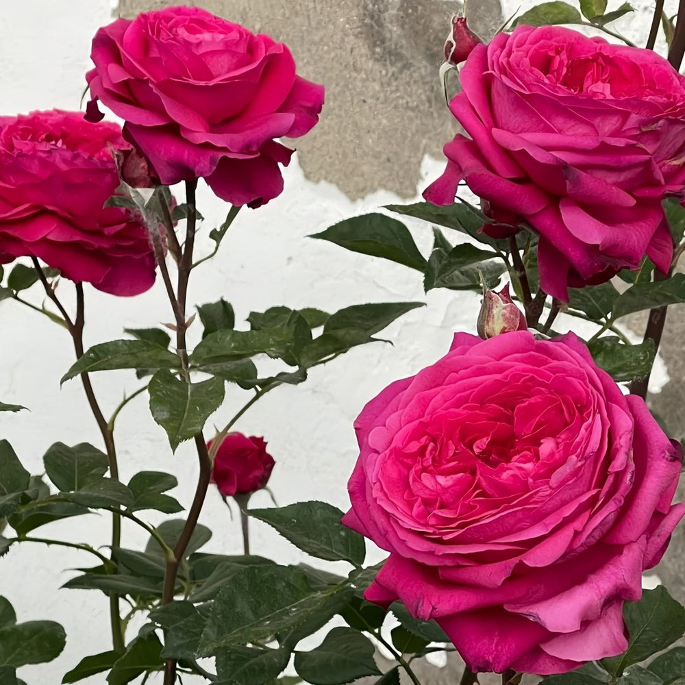 Capability Rose Plant | 才能 image 8
