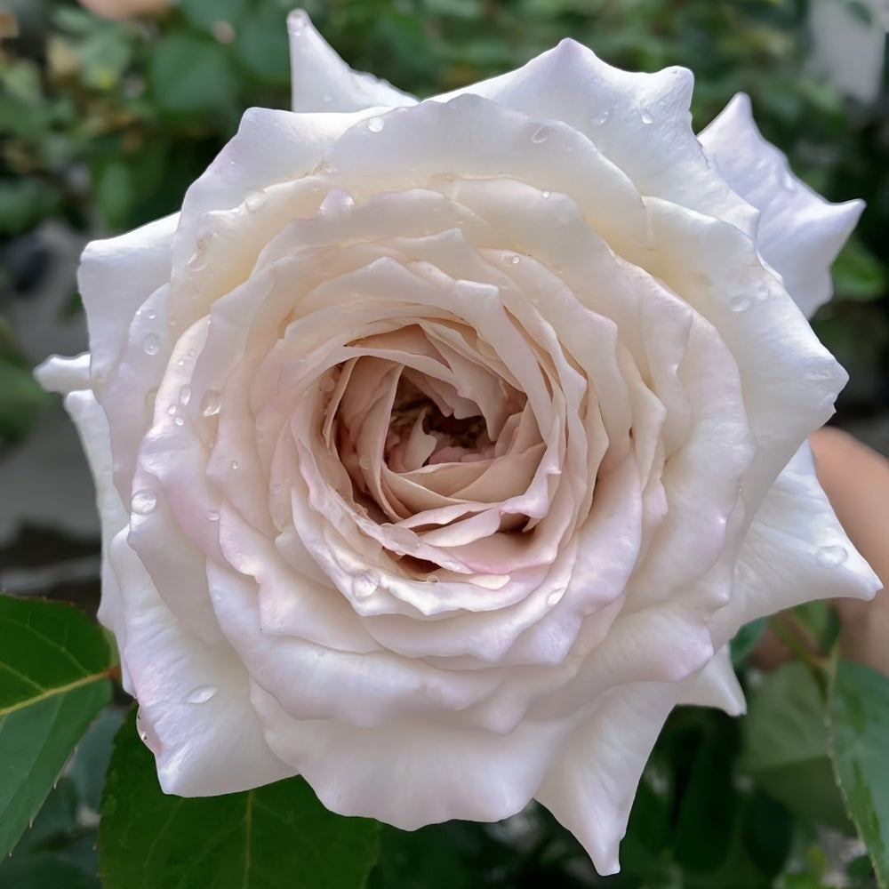Milky Pearl Rose Plant｜珍珠牛乳 image 3