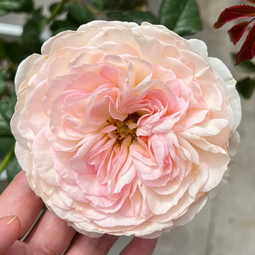 Keira Rose Plant|凯拉玫瑰 image 1