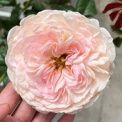 Keira Rose Plant|凯拉玫瑰 image 1
