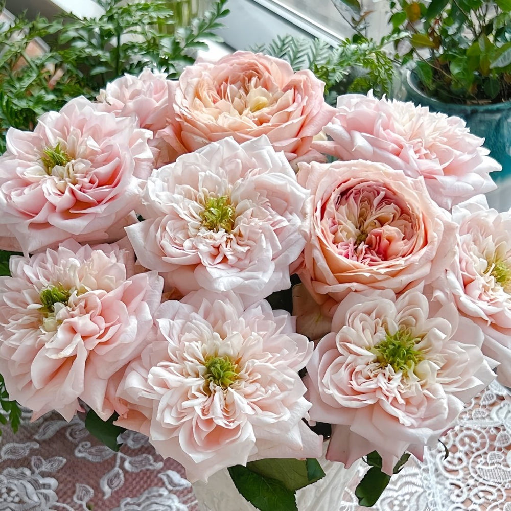Solahana Rose Plant|天空 image 4
