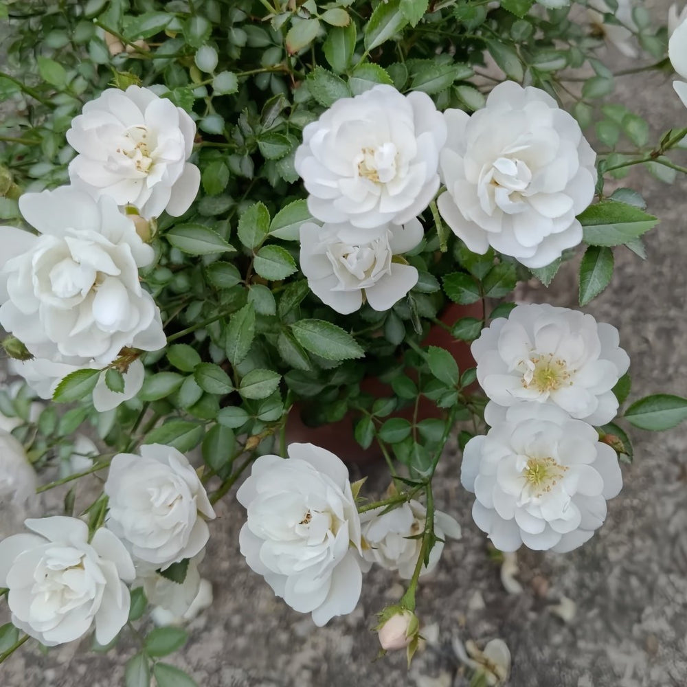 Belle Neige Rose Plant｜漂亮的雪/雪姬 image 3
