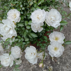 Belle Neige Rose Plant｜漂亮的雪/雪姬 image 3