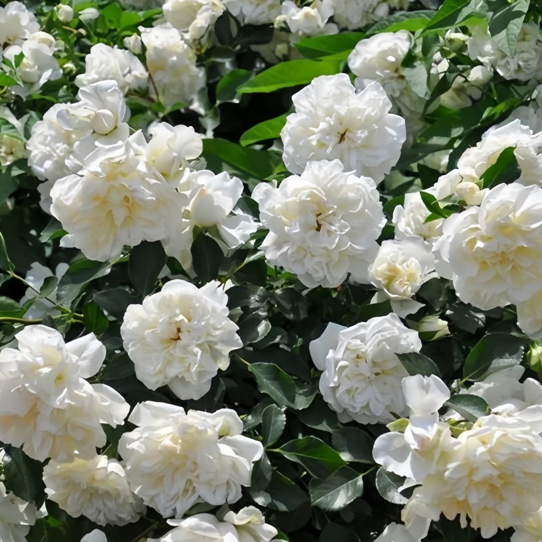 White Meidiland Rose Plant｜白米农 image 8