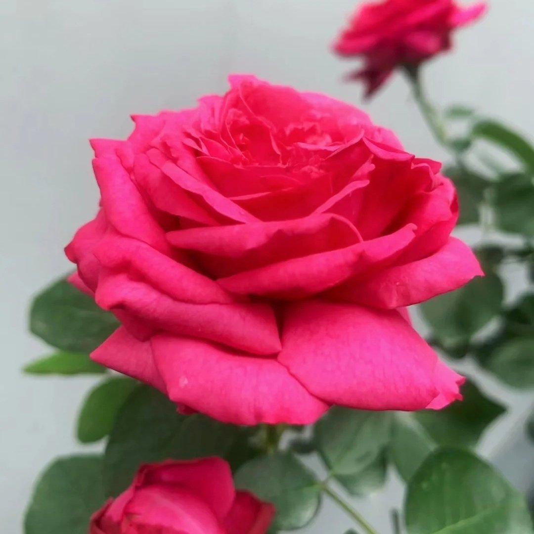 Yves loriot Rose Plant|伊芙里奥 image 8