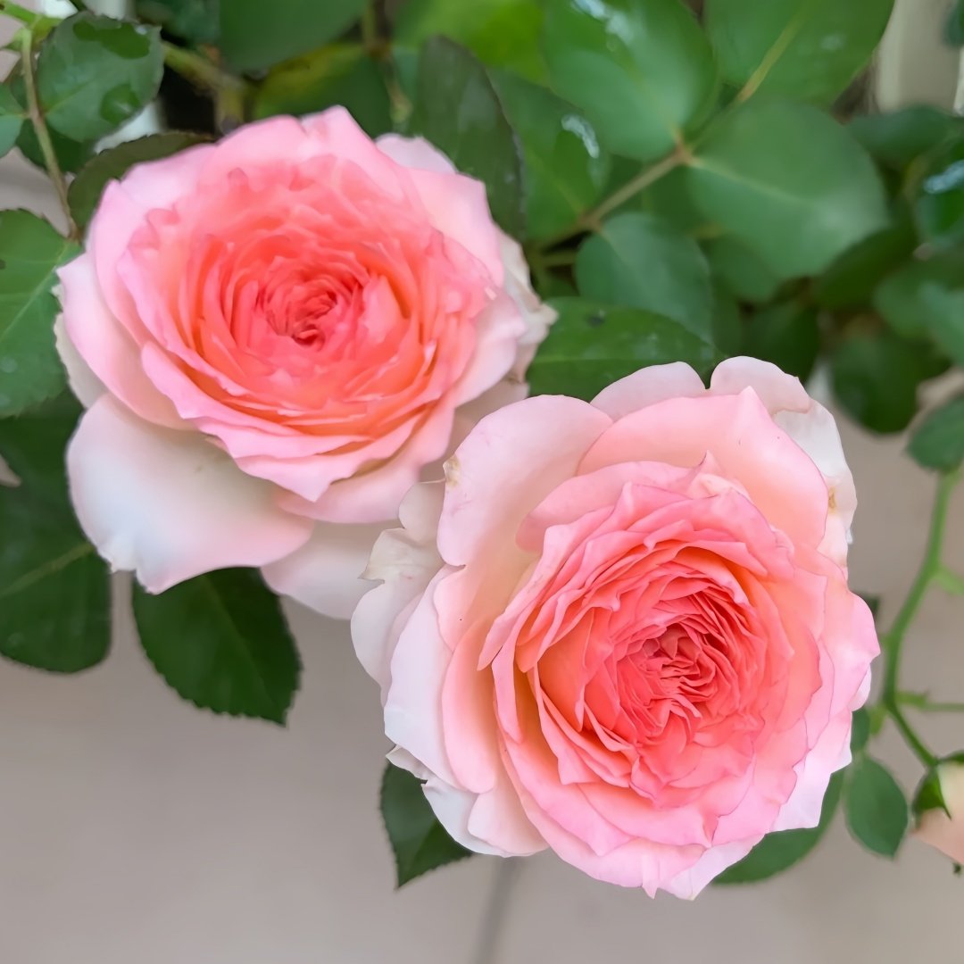 Mayra's Rose Fantasy Rose Plant｜梦幻梅拉 image 5