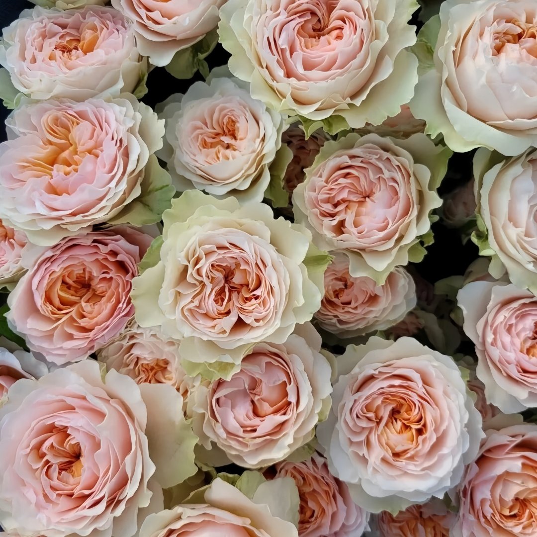 Victorian Bride Rose Plant|维多利亚新娘 image 8