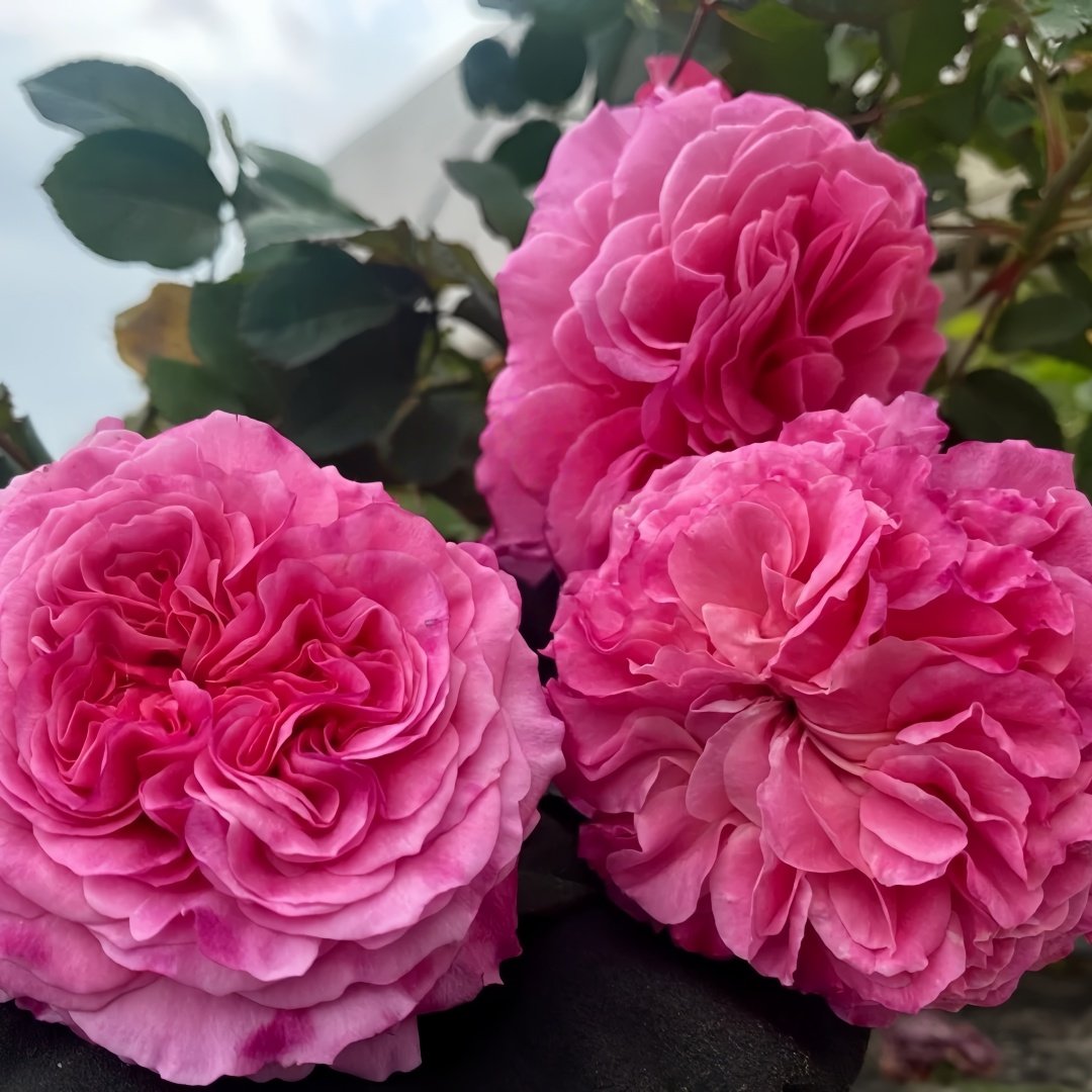 Abdiel Rose Plant｜神仆天使 image 8
