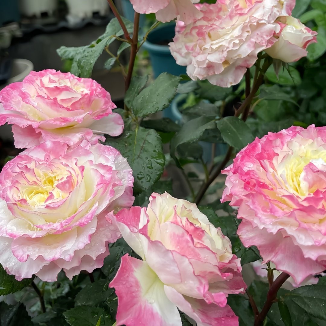 Chuzhuang Rose Plant|‌初妆 image 7