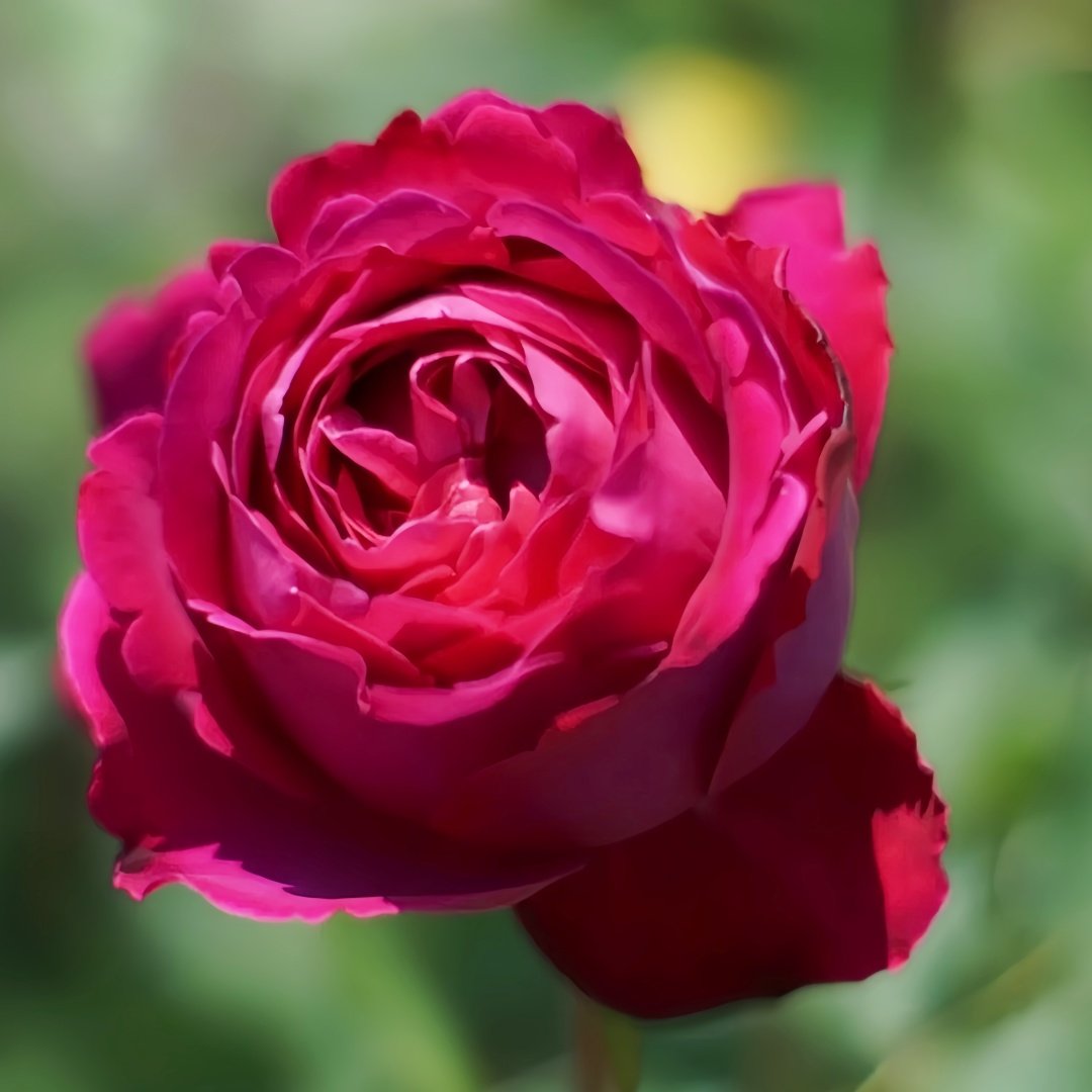 Scent Garden Rose Plant｜伊芙芳香花园 image 5
