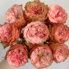 Kahala Rose Plant|卡哈拉 image 1