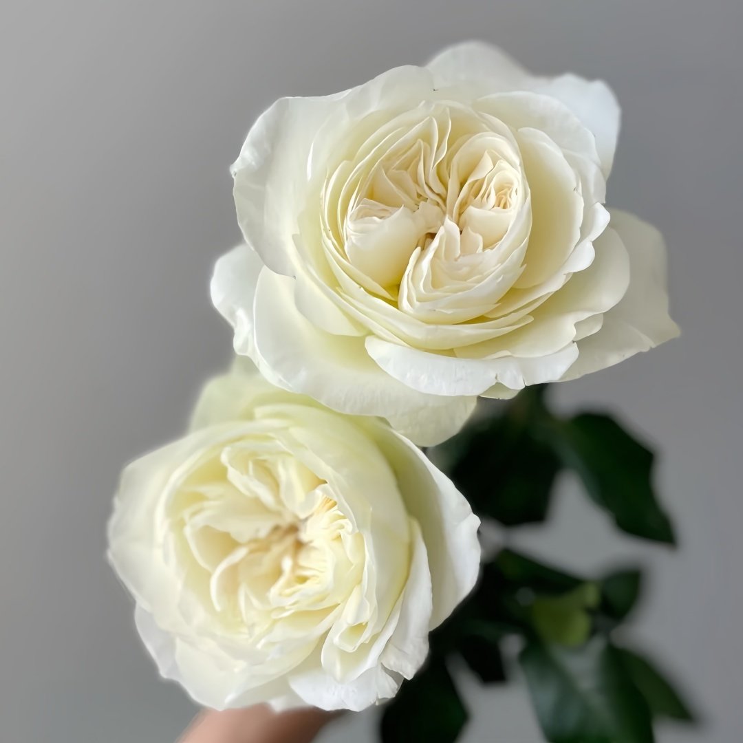 Leonora Rose Plant｜Ella Rose｜艾拉/尼罗娜 image 6