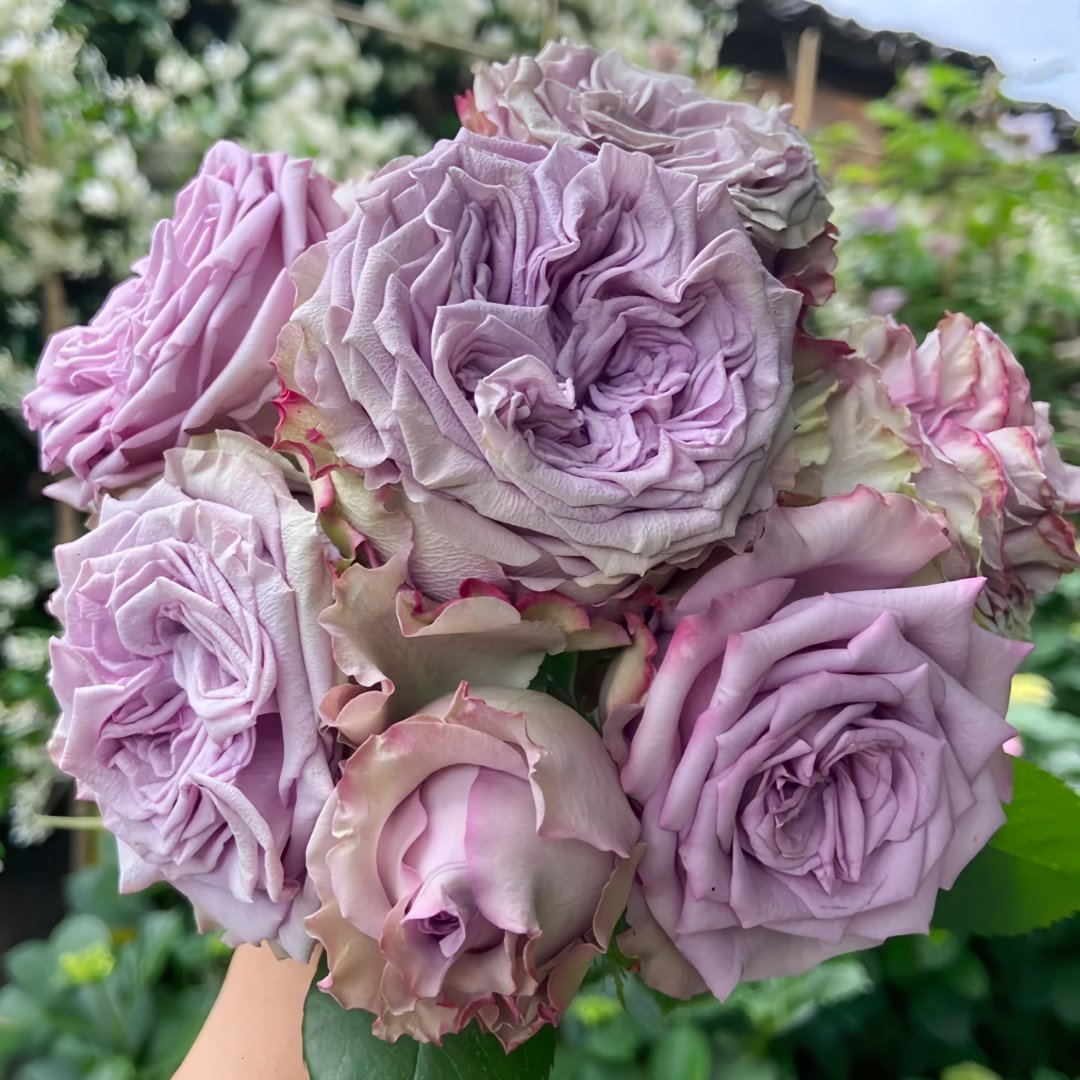 Dolcetto Rose Plant | 多姿桃 image 9