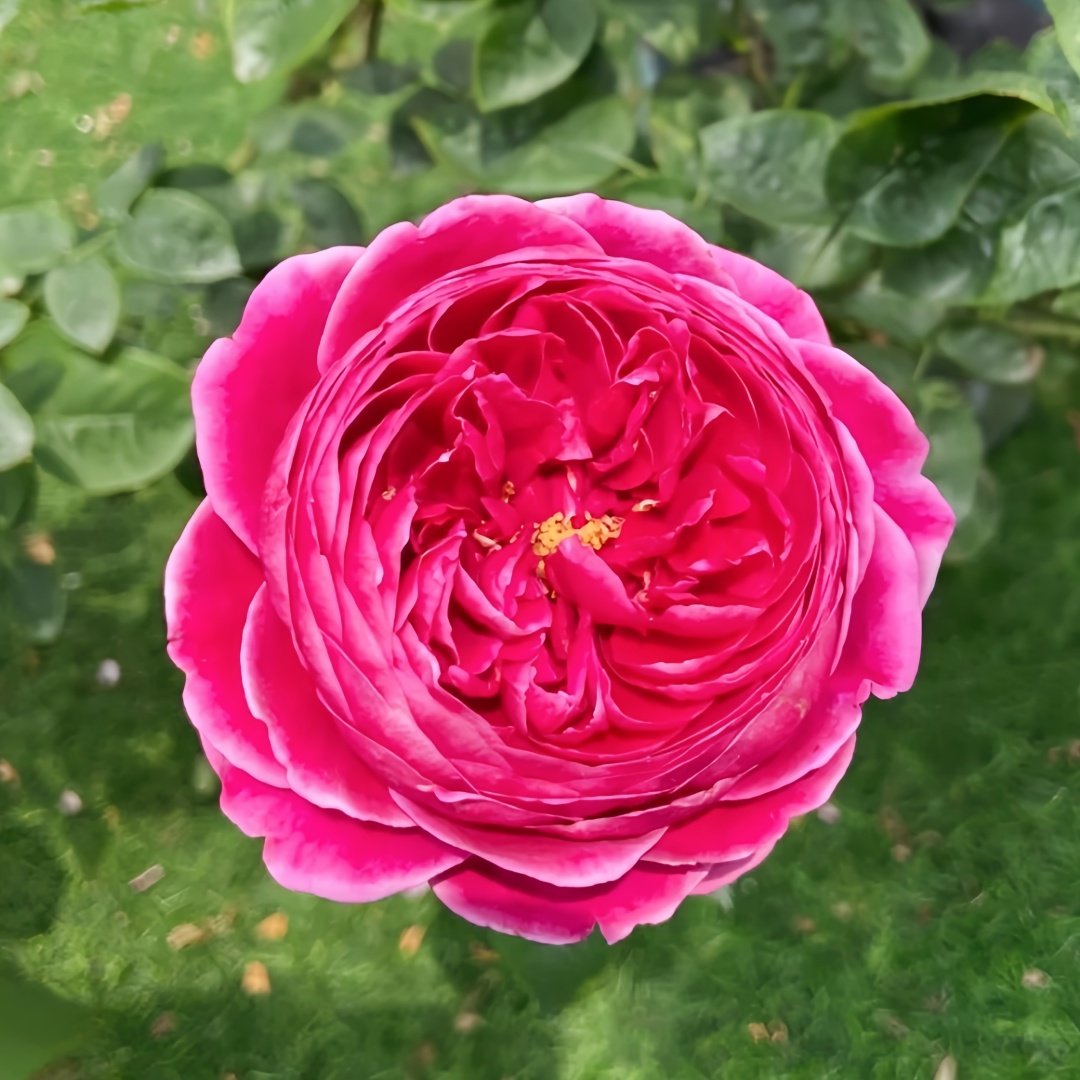 Japanese Mary Rose Plant|日本玛丽 image 1