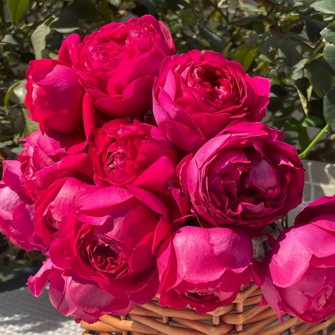 Deep impression Rose Plant|惊鸿 image 4