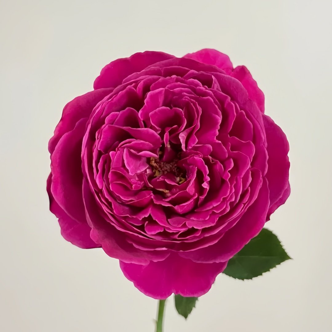 Cantina Rose Plant | 伊芙酒窖 image 1
