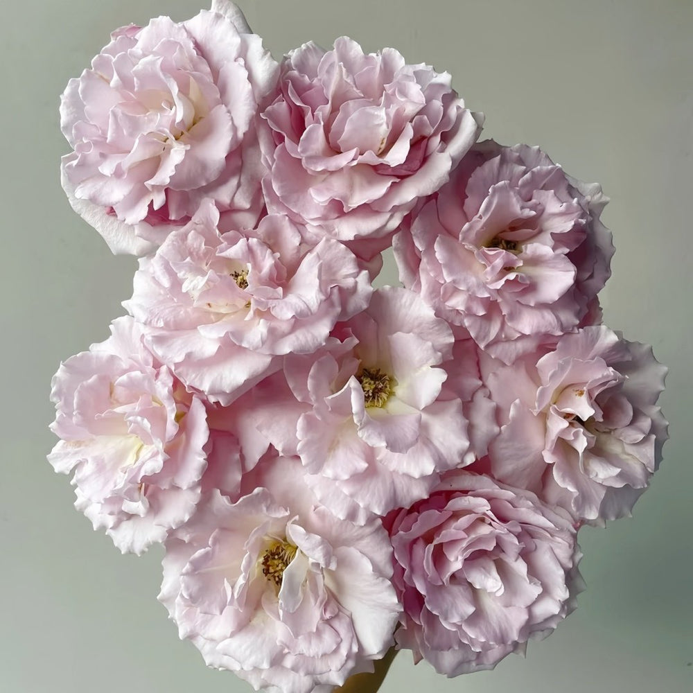 Lilac Beauty Rose Plant|丁香美人 image 9