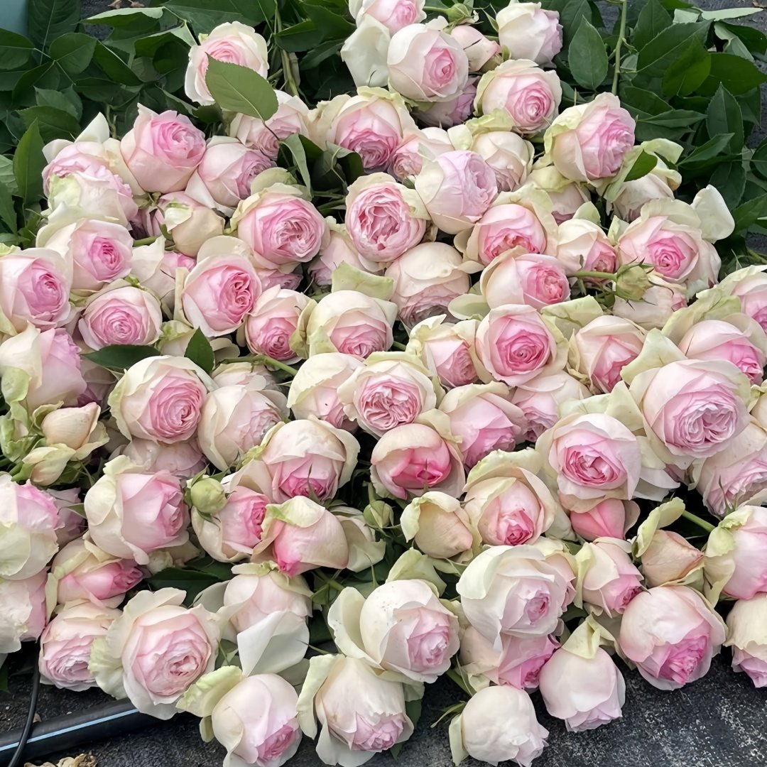 Mona Lisa Rose Plant | 蒙娜丽莎 image 9