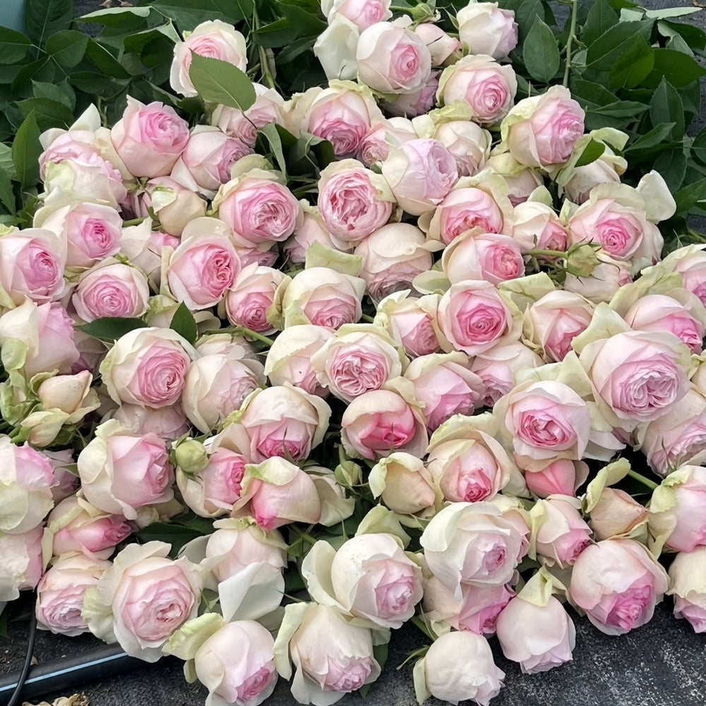 Mona Lisa Rose Plant | 蒙娜丽莎 image 9
